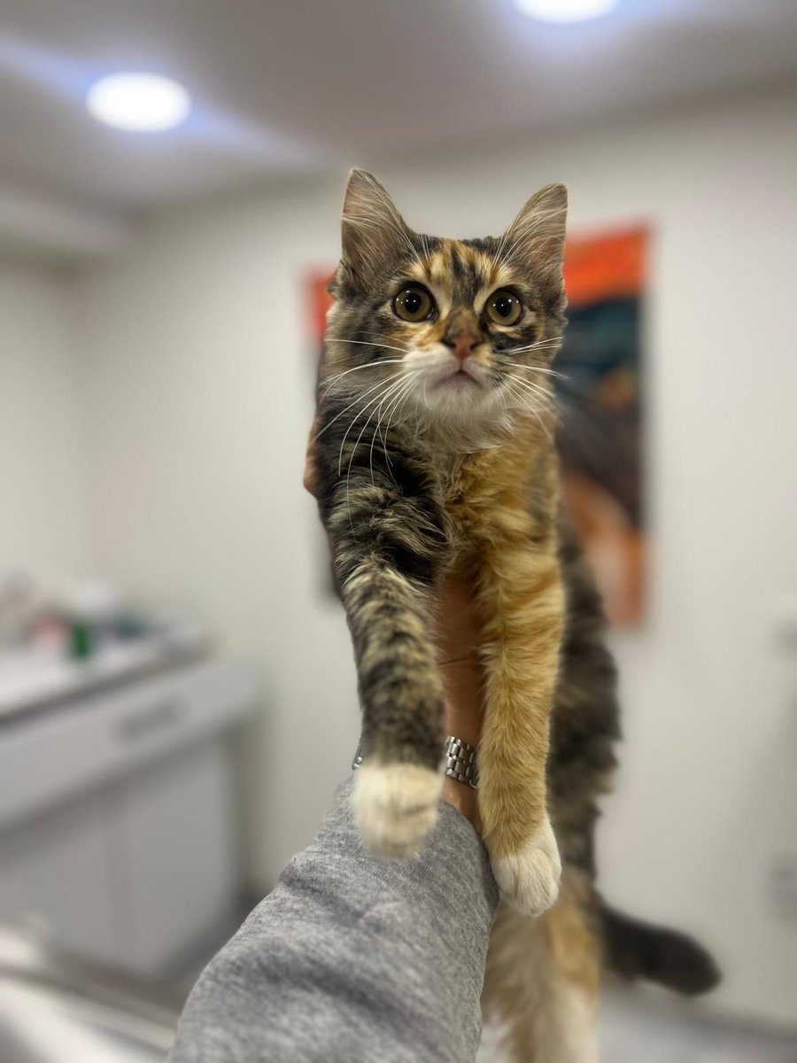 sleymannecip tweet media