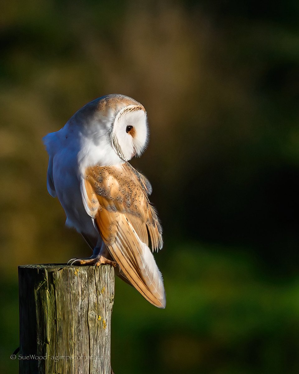 Listening &amp; watching for the slightest movement below…