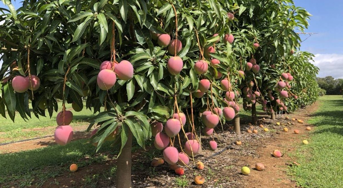 GlobalAgbizSoln's tweet photo. When women thrive, communities prosper 💪🌱 During #InternationalDevelopmentWeek, we celebrate our work with ⁦@GAC_Corporate⁩ Affairs Canada to empower women across Zimbabwe’s mango value chains. 
#IDW2026 #ProsperityThroughPartnership
#CAA #ClimateAction #WomenEmpowerment https://t.co/jgGCtZllvO