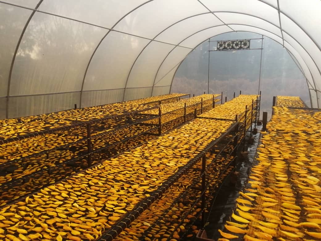 GlobalAgbizSoln's tweet photo. When women thrive, communities prosper 💪🌱 During #InternationalDevelopmentWeek, we celebrate our work with ⁦@GAC_Corporate⁩ Affairs Canada to empower women across Zimbabwe’s mango value chains. 
#IDW2026 #ProsperityThroughPartnership
#CAA #ClimateAction #WomenEmpowerment https://t.co/jgGCtZllvO