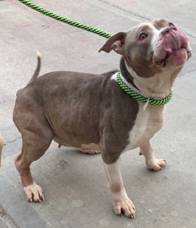 MorgFairsdogs's tweet photo. Burta 245885
Kill Command 
#NYCACC #RescueOnly 
She is a cute 9 yr old
Has generalized alopecia🚑
Has warmed up to select handlers, but is highly fearful
Needs all adult home 
Help save Burta!
#Pledge4Rescue #foster #adopt https://t.co/jg8MDLbu1B