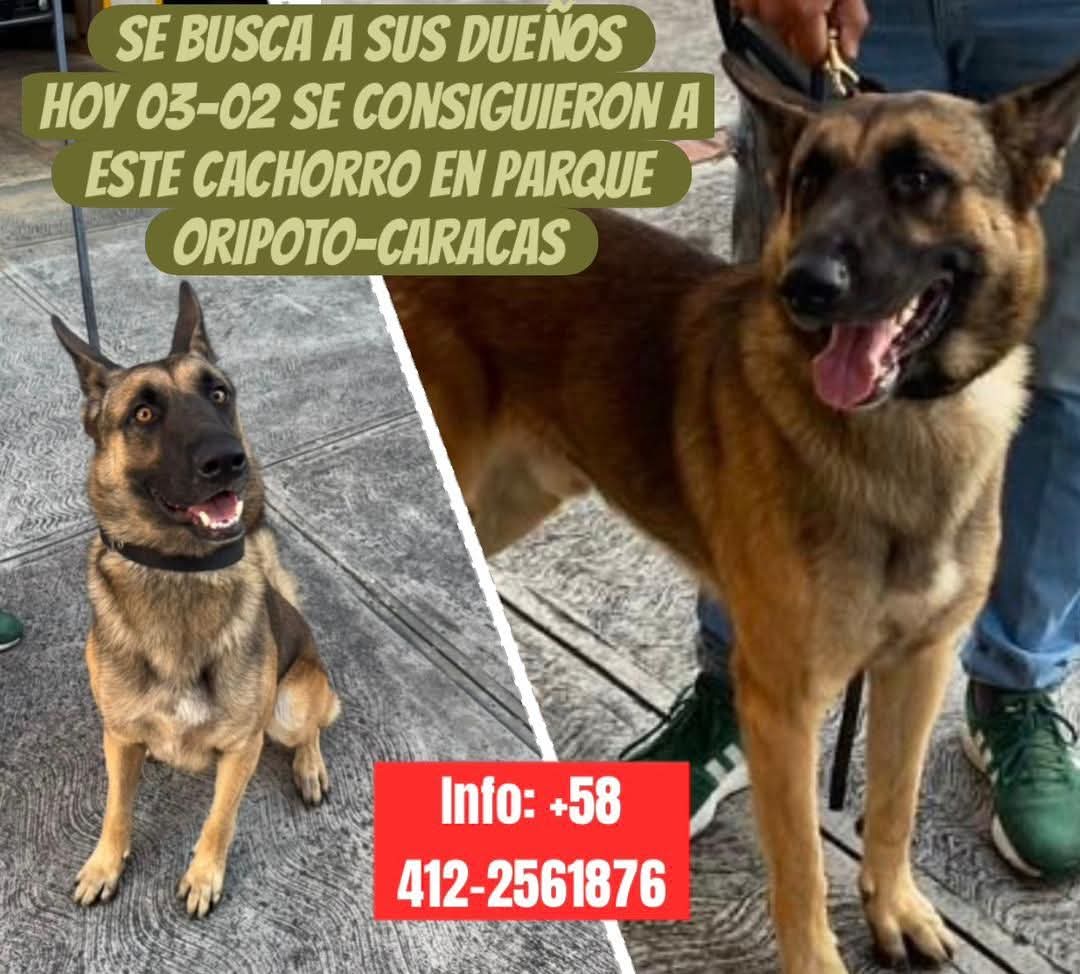 EXTRAVIADO. Busca a su familia humana