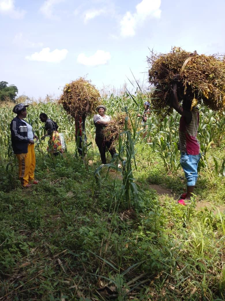 femmeintwari's tweet photo. Kuri uyu wa ka kane 5/2/2026, koperative "Umukenyezi Burundi bwifashe 2040" yegukira Ishirahamwe @femmeintwari yimbuye isoya n'ibigori yarimiye mu #Kivoga muri #Nyabunyegeri mu ntara ya #Bujumbura.
Hagati aho, iyo koperative isanzwe irimira n'ingano i #Gisozi muri @Gitega. https://t.co/pik26IgOVF
