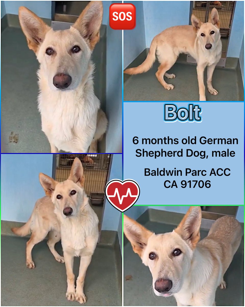 Malimum17's tweet photo. ‼️Bolt is scheduled for euthanasia‼️
He’s 6 months old. See vid below.
🔺Share 🔺pledge 🔺foster 🔺adopt
Save this boy, he’s running out of time ⌛️ https://t.co/tJ0M5w5MSF