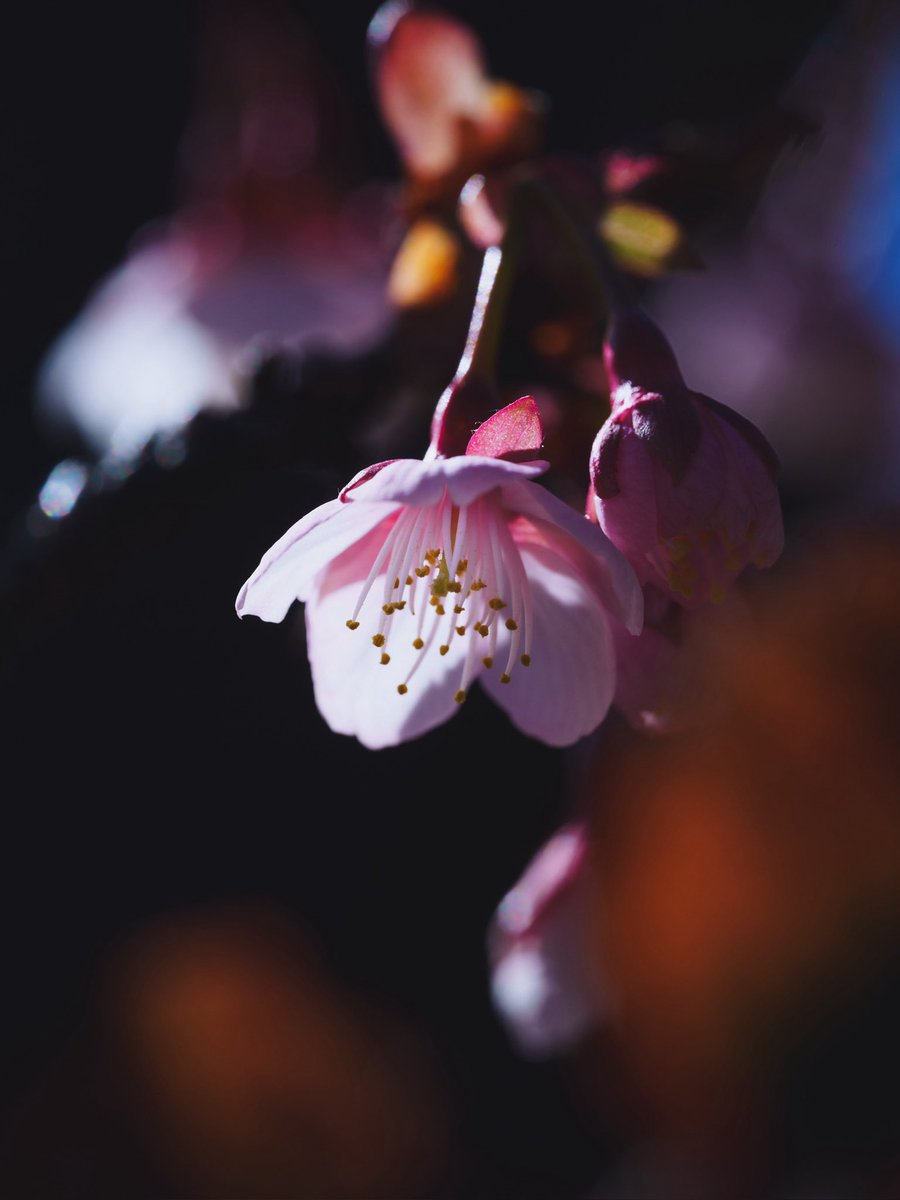 熱海桜

アタミザクラが咲いていました。寒桜の一種でカンヒザクラとヤマザクラの自然交雑種と言われています。早咲きの桜🌸で1月くらいから咲きはじめます。
花言葉は、あなたに微笑む。