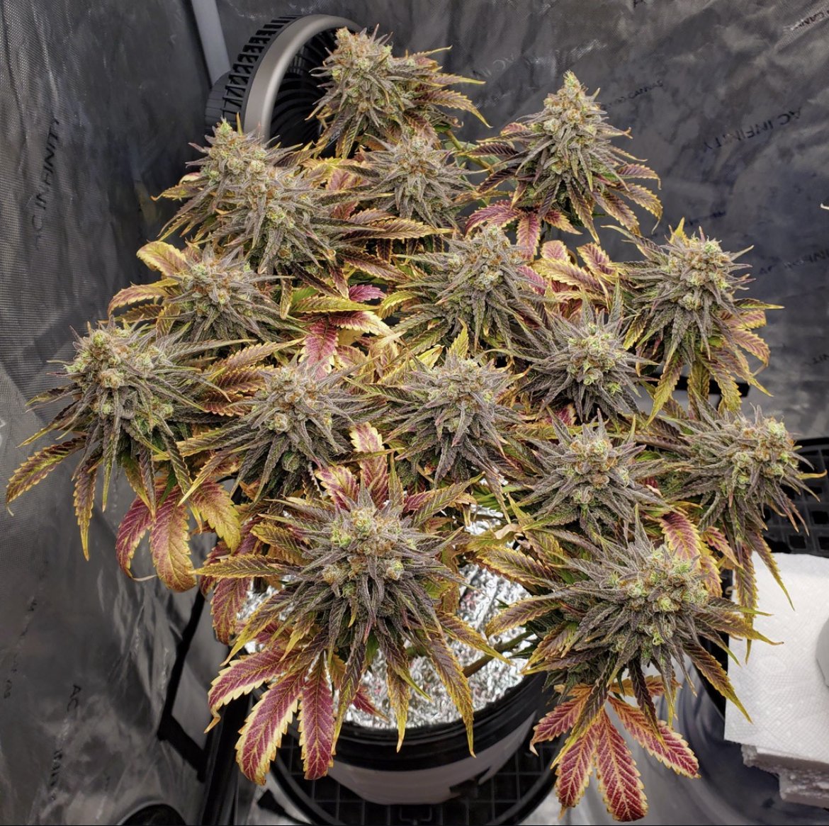420 Seeds tweet media