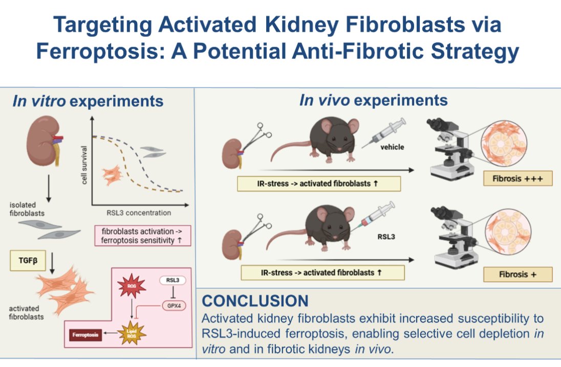 AJP-Cell Physiology tweet media