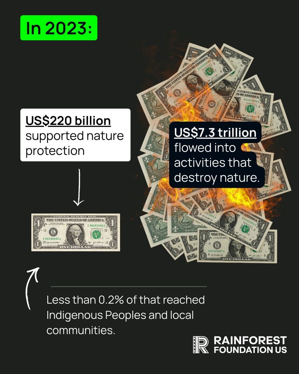 Rainforest Foundation US tweet media