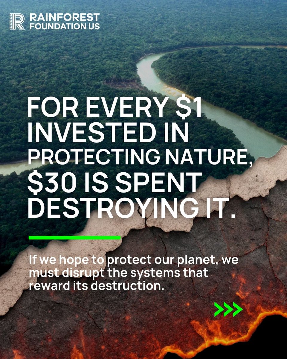 Rainforest Foundation US tweet media