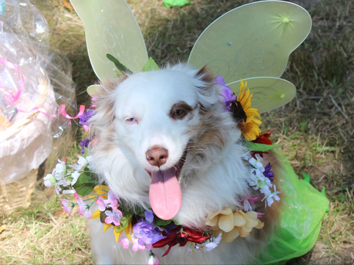 Did you know the Bay Area Renaissance Festival is dog-friendly? 🐾 

Complete the Dog Registration Form, bring proof of rabies vaccination &amp; a photo of your pup. 

More info here: bayarearenfest.com/dog-rules-regi… 

#BayAreaRenaissance #RenaissanceFestival #ExploreBayArea #LoveFL #Huzzah