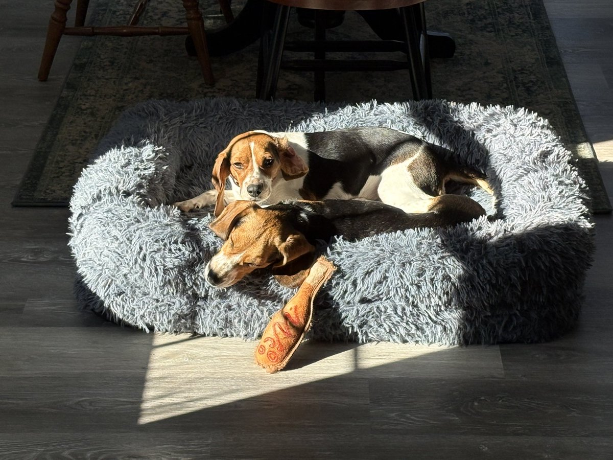 Winnie, Goldie & 🌈🐶 Pip da Beagle tweet media