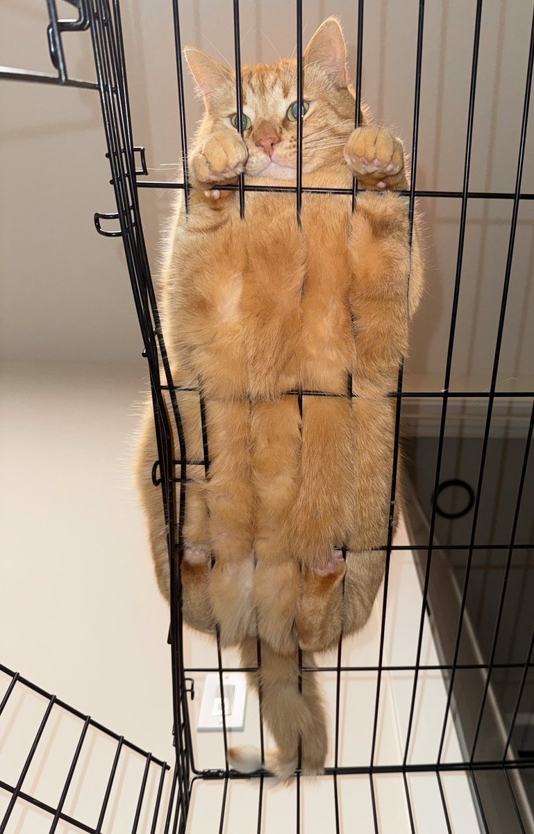 CottontailVA 🐰💋 tweet media