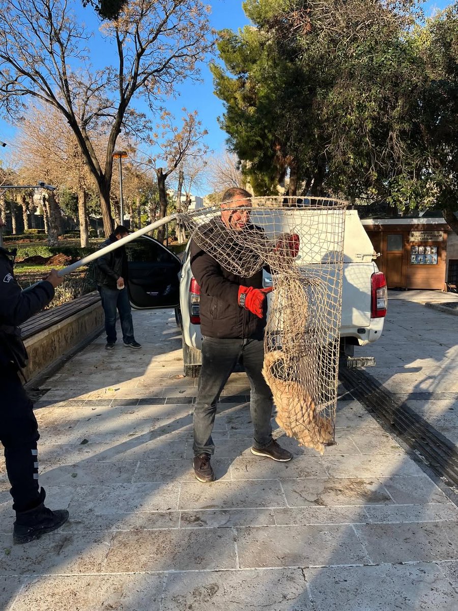 Kedi Tehlikesi tweet media