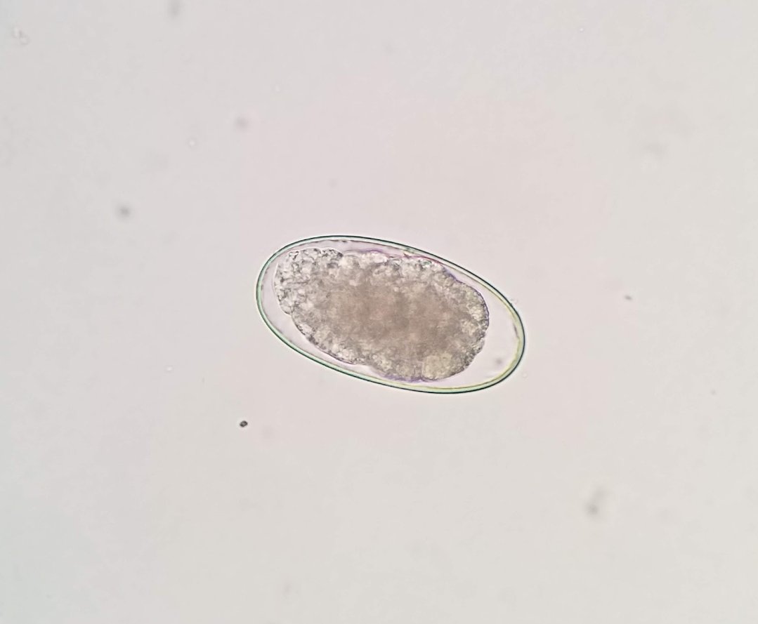 Veterinary Parasitology tweet media