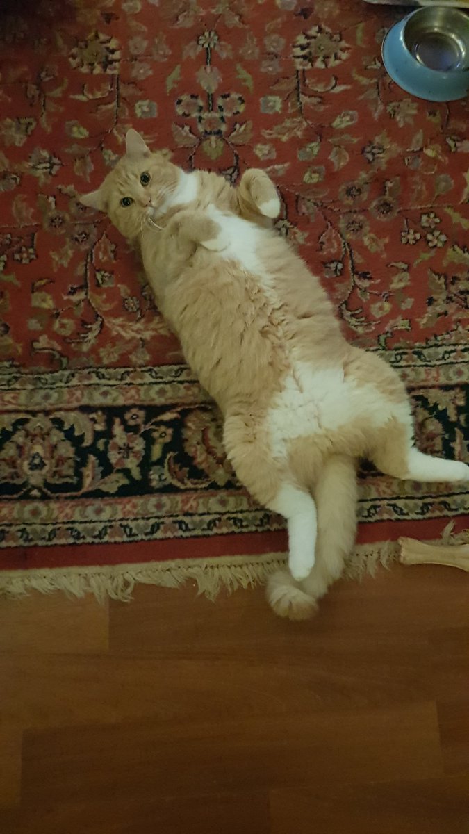 AZarriuss's tweet photo. @CottontailVA Orange cat behavior 😌 https://t.co/SGX1bIYui3