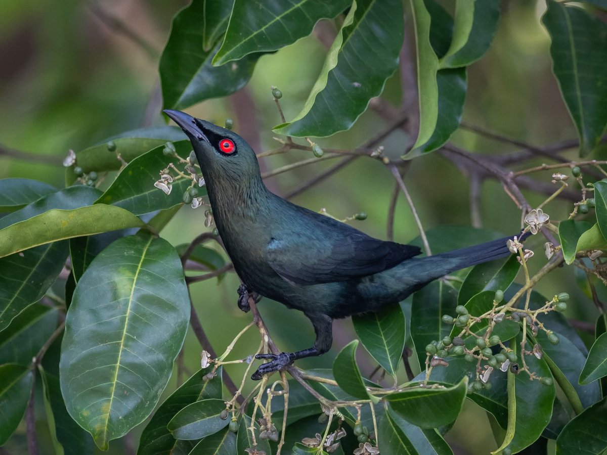 Asian Glossy Starling
#bird #nature #wildlife #animal #starling #photography