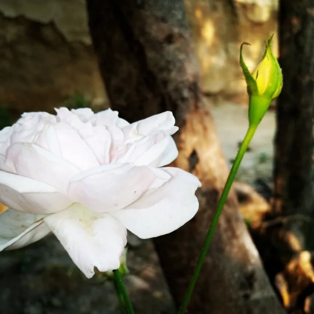 प्रेम करना मुश्किल नही है
और ना ही मुश्किल है उसे निभाना..!

मुश्किल तो है… "तुम और मैं" की
अदला-बदली हो जाना
प्रेममय हो कर
"मैं" का "तुम" और
"तुम" का "मैं" हो जाना…❤️

सुप्रभात दोस्तों 🌸💕
Very good morning 🌸🌸