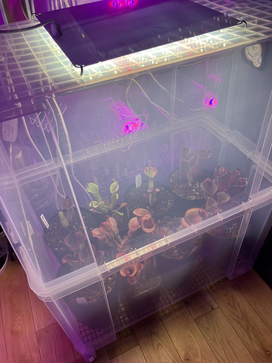 cephMania's tweet photo. New Heliamphora House🙋‍♂️🎉 https://t.co/WWcdUFs7aT