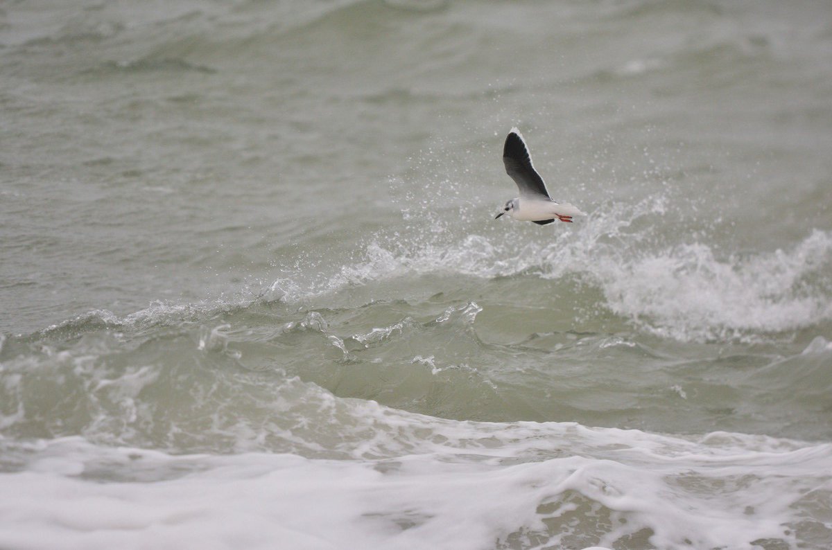 LMHooperbirder's tweet photo. 1st winter Caspian Gull on Hayling today with a very striking tail pattern! Also a few pictures from the last month or so including the Black Brant and adult Little Gull. I have decided to start a blog, so more details there - https://t.co/FzCQtgXlVu https://t.co/rEh4QrxTbm