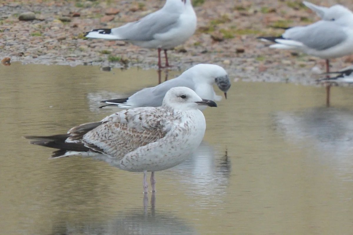 LMHooperbirder's tweet photo. 1st winter Caspian Gull on Hayling today with a very striking tail pattern! Also a few pictures from the last month or so including the Black Brant and adult Little Gull. I have decided to start a blog, so more details there - https://t.co/FzCQtgXlVu https://t.co/rEh4QrxTbm