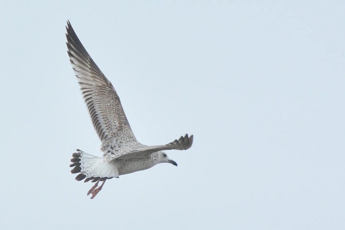 LMHooperbirder's tweet photo. 1st winter Caspian Gull on Hayling today with a very striking tail pattern! Also a few pictures from the last month or so including the Black Brant and adult Little Gull. I have decided to start a blog, so more details there - https://t.co/FzCQtgXlVu https://t.co/rEh4QrxTbm