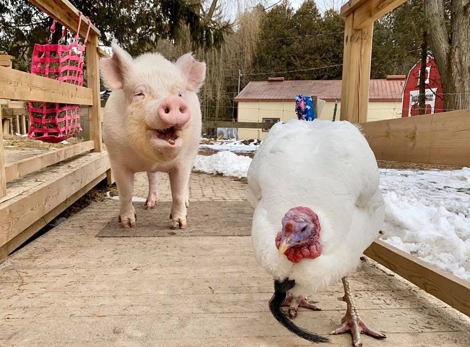 EstherThePig's tweet photo. “I wish he’d tuck-in his tail feathers when he bends over like that.” -Esther #estherforever #smile #isaweverything https://t.co/fGeOnI7hgm