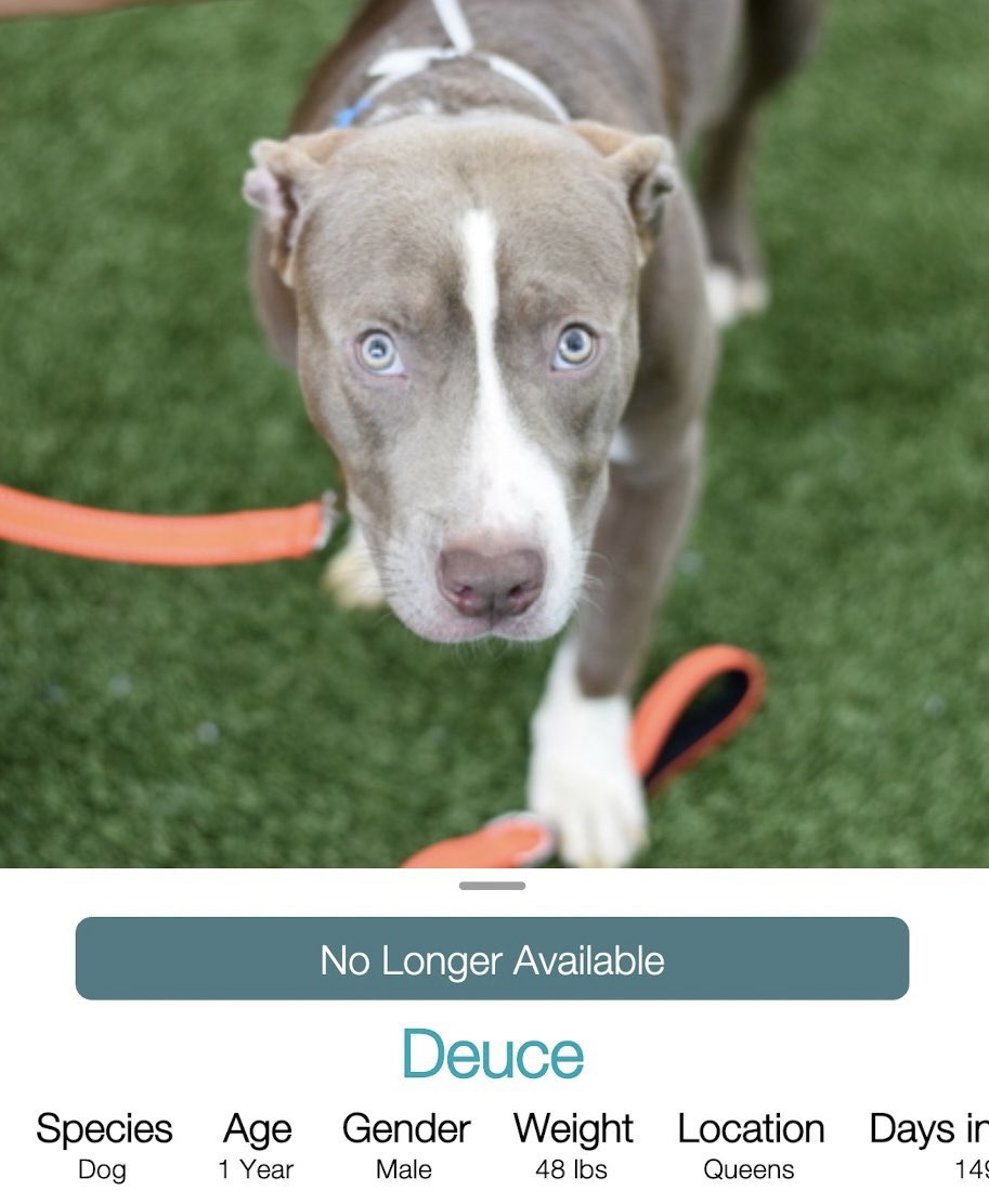 MoishesMom's tweet image. 🙌🏻💓Deuce w/Rescue Partner🙌🏻💓