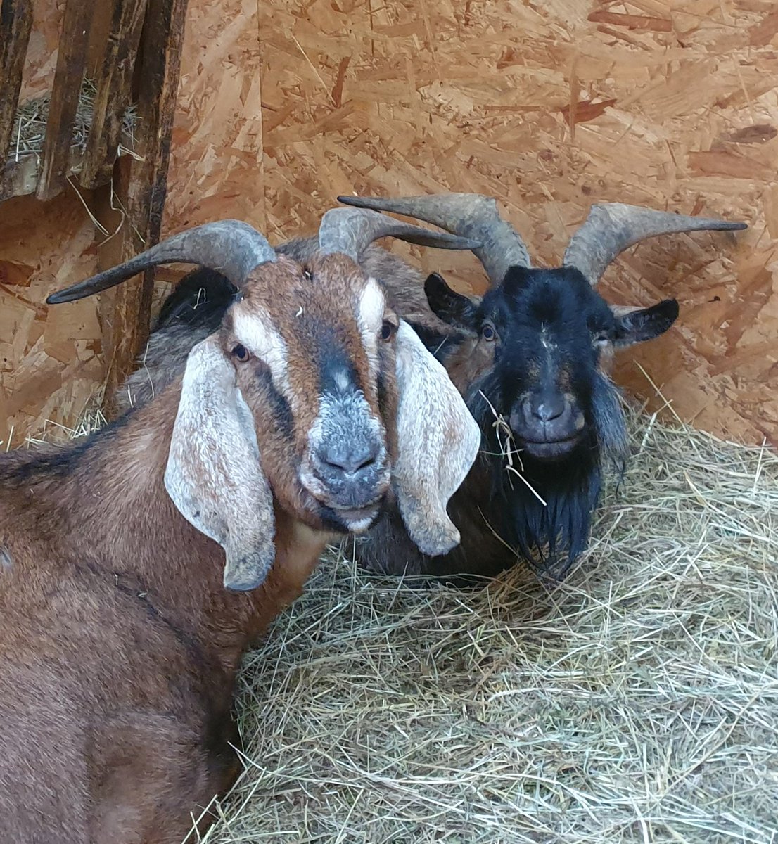 Buttercups Sanctuary For Goats tweet media