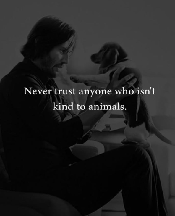 TweeetsOfDogs's tweet image. Never...