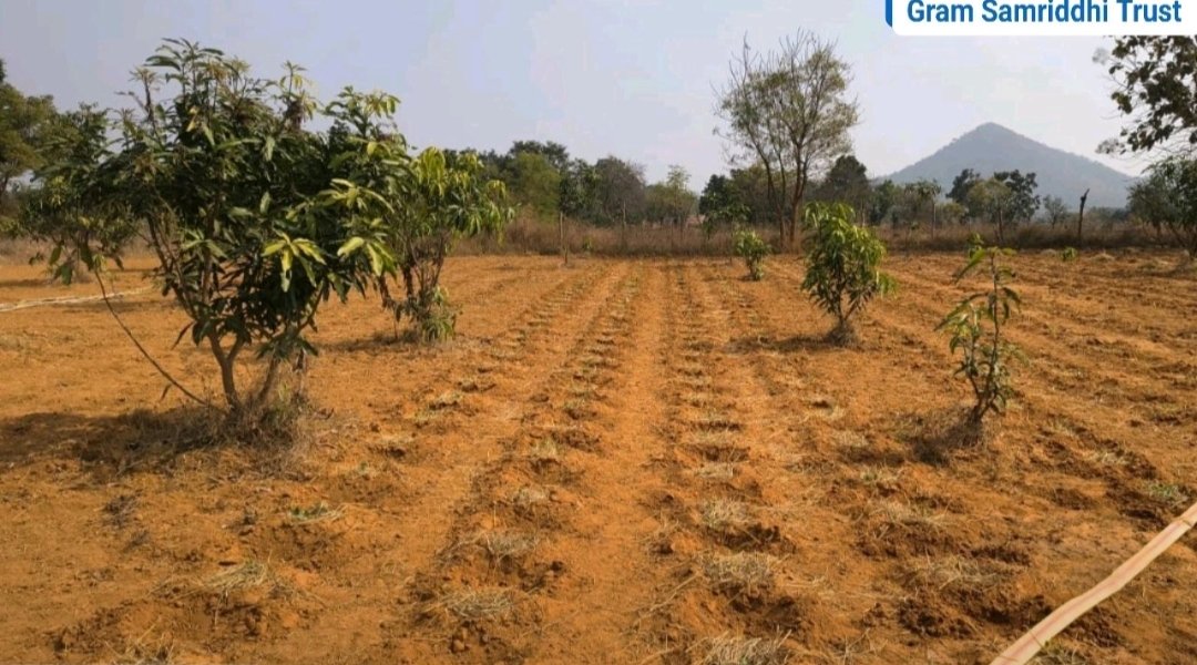 GramSamriddhi's tweet photo. It's great to see the fruits of smart #skilling. 
#Farmers are earning a 2.5 lakh/ acre from Orchard + intercroping, besides minimising use of chemical fertilizer &amp; #carbon footprint. This project has a great impact on #livelihood besides environment security. 
#Agroforestry #CSR https://t.co/pZjmcqhreI