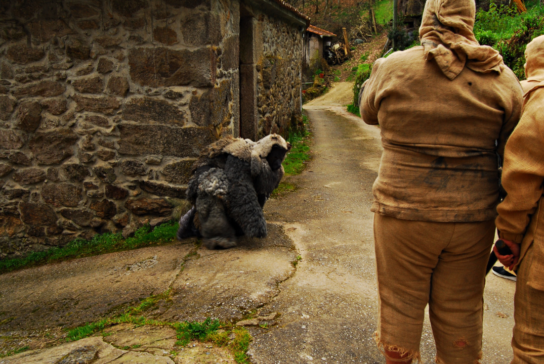 Sabías que O Oso de Salcedo é unha máscara característica da parroquia de Salcedo, na Pobra do Brollón (#Lugo). Celebra o comezo da primavera e simboliza o momento no que o oso sae da súa oseira trala hibernación. Simboliza o comezo do ciclo agrícola. #Galicia #Entroido
