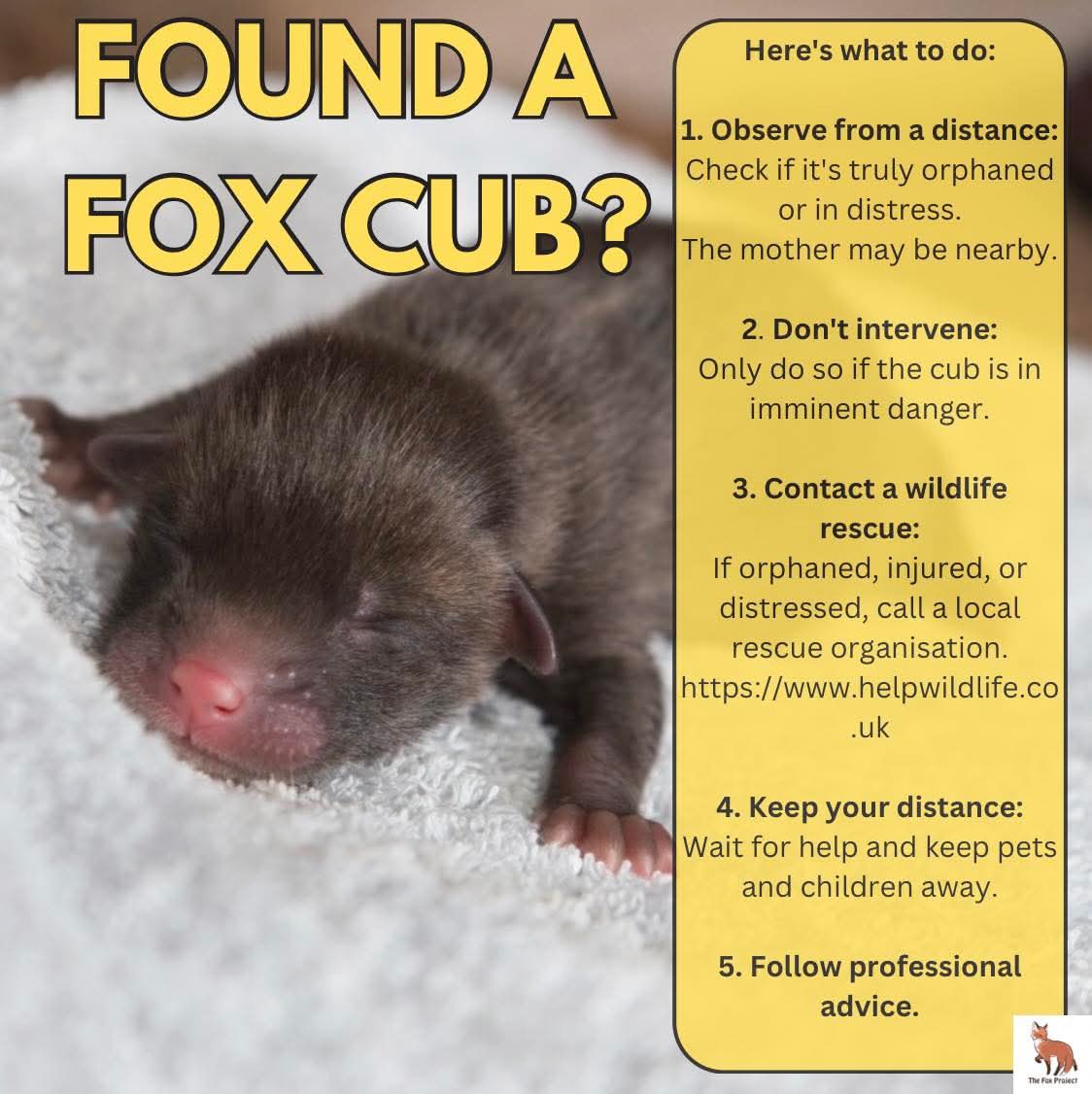 North Dorset Hunt Saboteurs tweet media