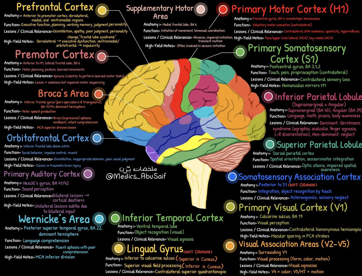 Cortical areas and their functions! 🌟

Credit: <a href="/medics_AbuSaif/">يـزّن الغماس</a>
