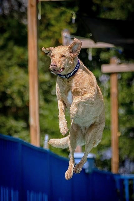 Your getaway isn’t complete without your best friend! 

Just ask Chris, our DOS, who travels with his Chesapeake Bay Retriever, Sierra. Ranked #3 in North America for Dock Diving, she always feels right at home at Hilton properties. 🐾

#petfriendlyresort
