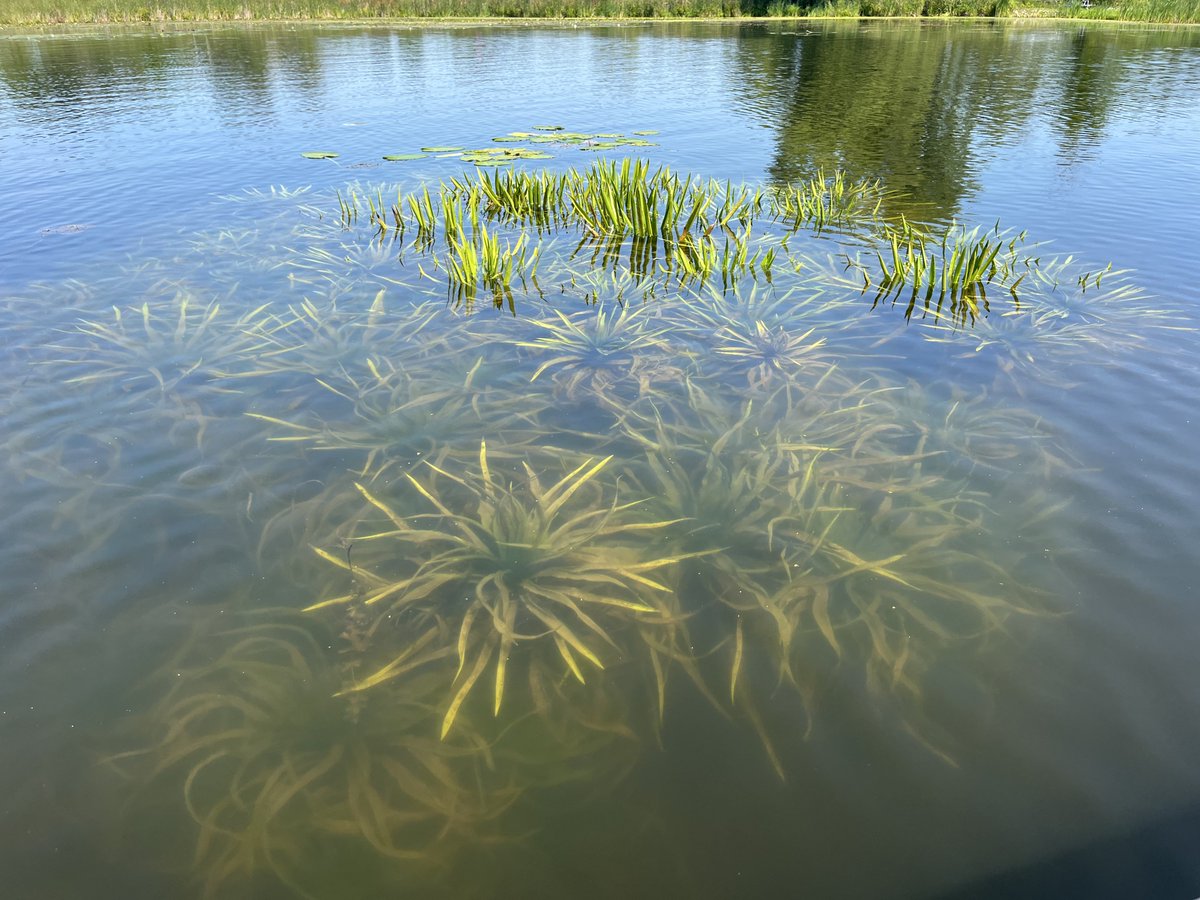 Le Groupe de travail sur l’aloès d'eau présentera deux conférences importantes lors du Forum sur les espèces envahissantes 2026, organisé par le Centre des espèces envahissantes.

📅 18 février
🕦 11 h 20
🕦 11 h 40

invasivespeciescentre.ca/events/invasiv… (en anglais seulement)