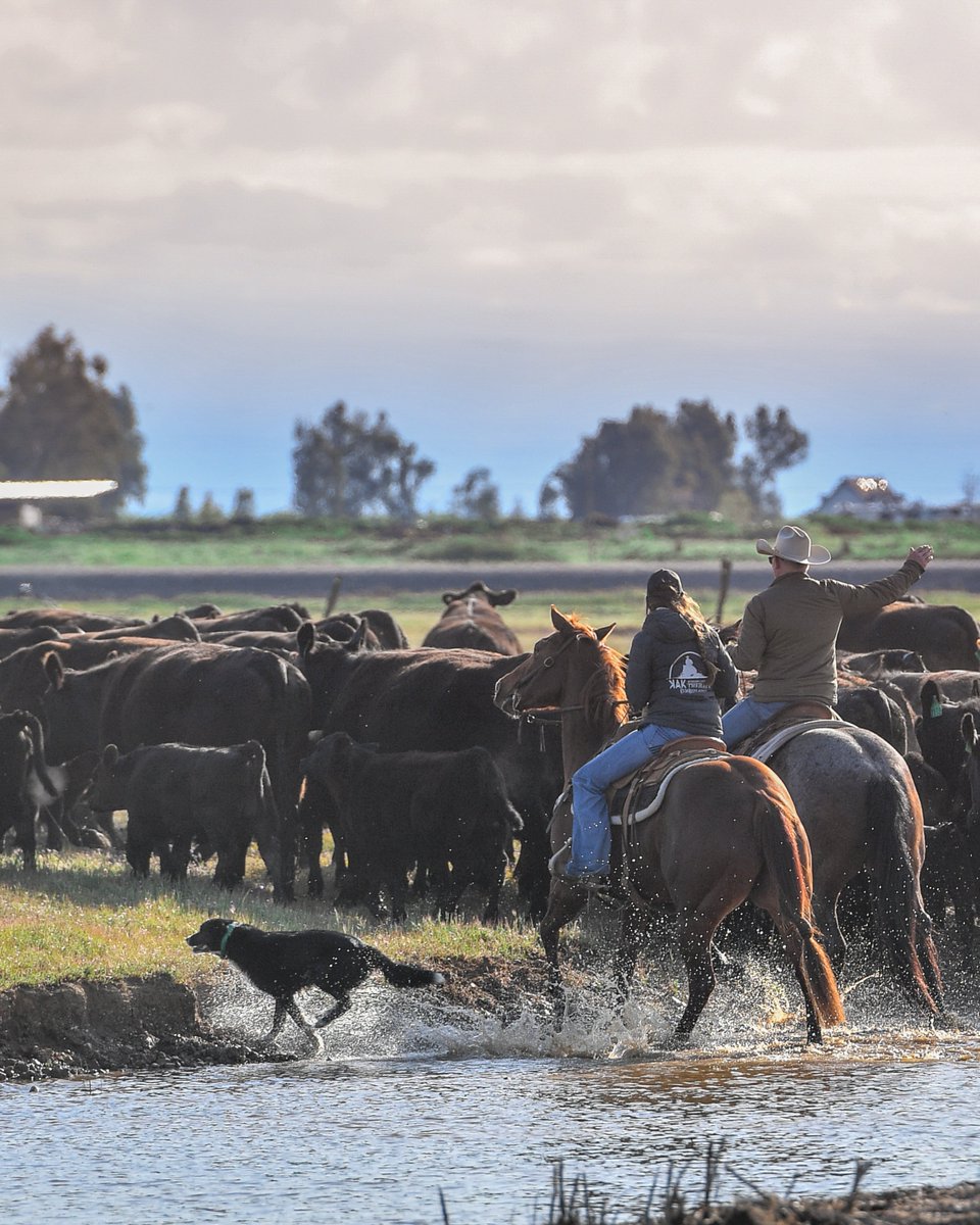 Keeping an eye on the herd as they make their way through the water.
Just another day on the ranch.