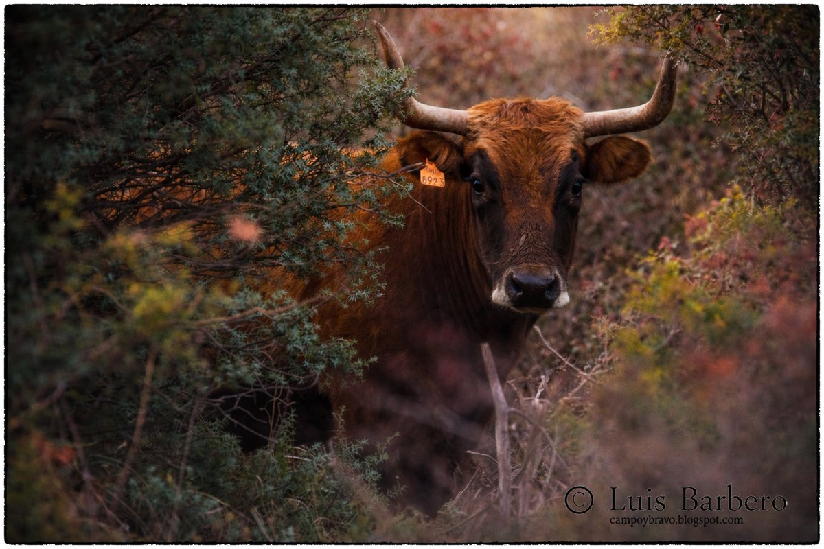 “Hermanos Oro Vela: Forjando el Carácter del Toro Bravo” share.google/55chn8ufh2wF1Q…
#ToroBravo
#CampoBravo
#Ganadería
#GanadoBravo
#ToroDeLidia
#Dehesa