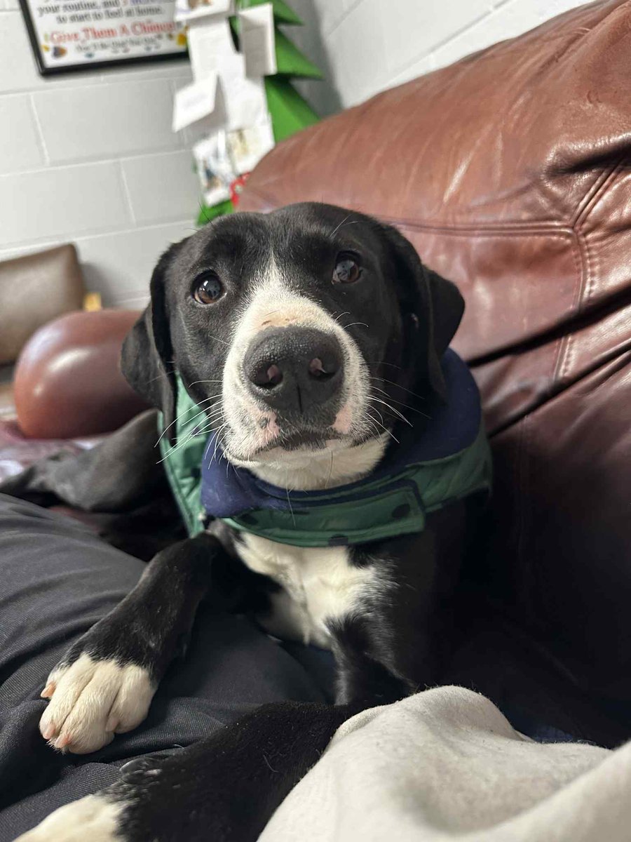 Meet Pet of the Week: Buttercup ❣️

Age - 3 years old
Breed - Mixed breed
Size - Medium
Spayed - Yes
Adoption Fee - $120
She is microchipped and up to date on vaccines

Ready to Adopt? Please call 843-249-4948📲