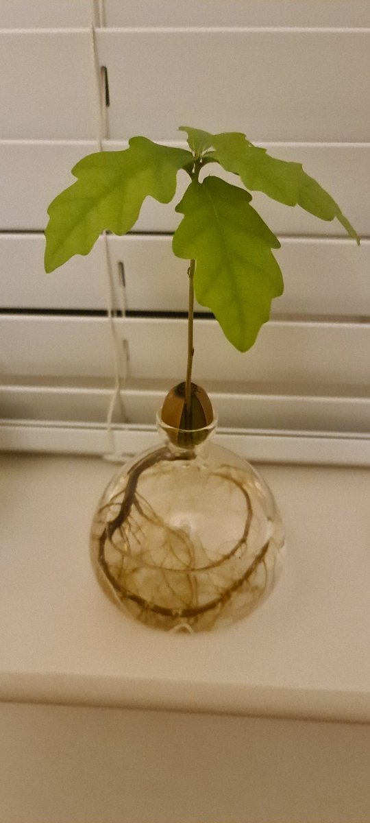 Masterful 27 - 🐄 The Rural Trainer tweet media