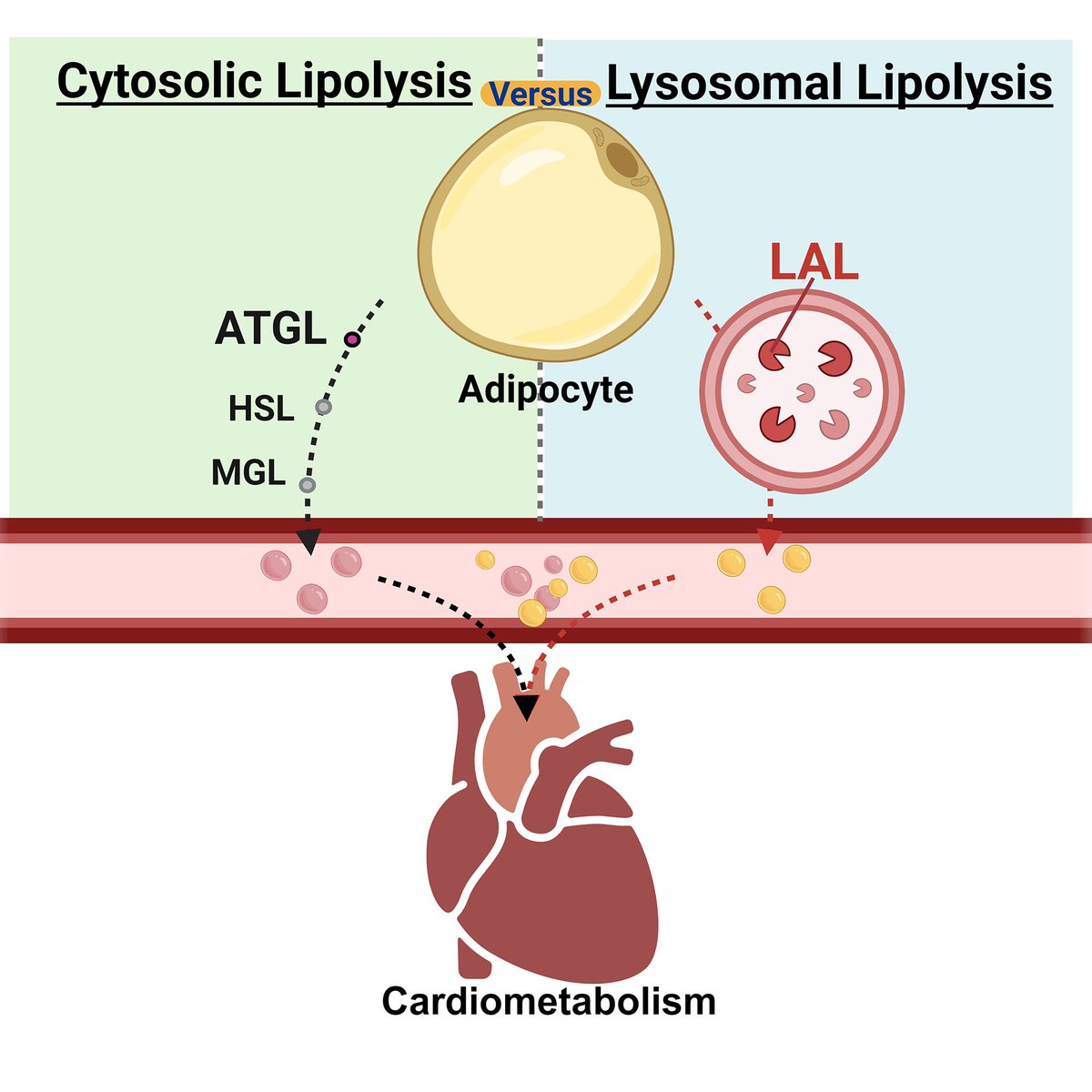 Babak Razani, MD, PhD Laboratory tweet media