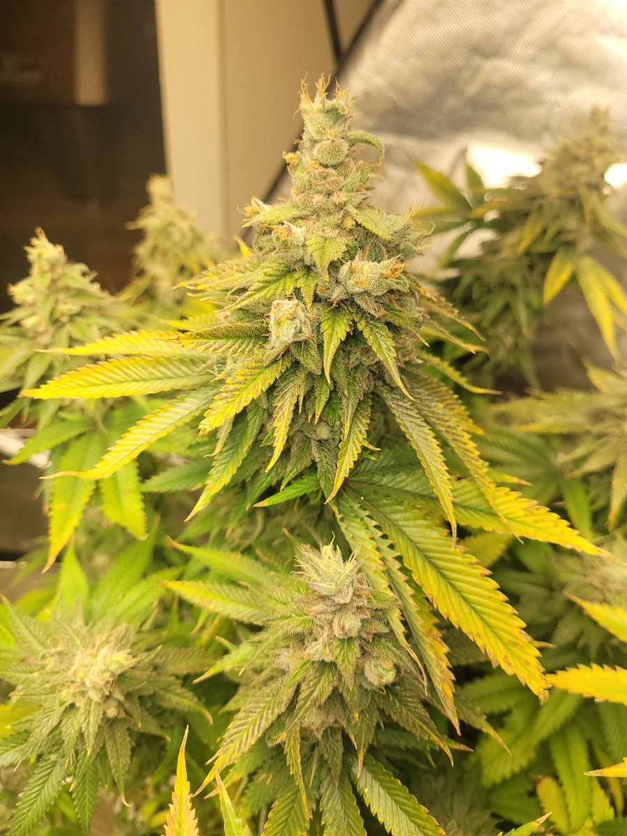 thescot33's tweet photo. Day 65 of 70-72 - they are gonna fad fast - little Cal/Mag til day 68 then just water a few days
Purple/Red/Yellow is starting to reveal - They should start eating themselves quickly...
Trichs are cloudy ready for Harvest; going to let some Amber come thru before Chop #getLIT https://t.co/7CZBwhyTnv