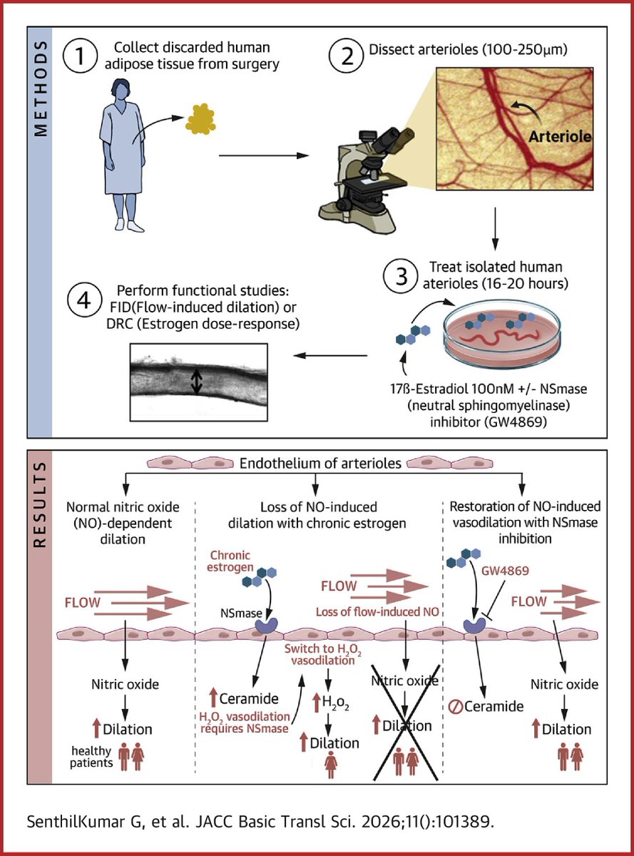 Why are women twice as likely to experience microvascular dysfunction as men? Check out this month’s #JACCBTS article from Dr. <a href="/gogo_gopss/">Gopika SenthilKumar, PhD</a>, <a href="/LabFreed/">Julie Freed Lab</a> et al on how sphingolipid signaling may play a role. jacc.org/doi/10.1016/j.… #cvMetabolic #TranslationalScience