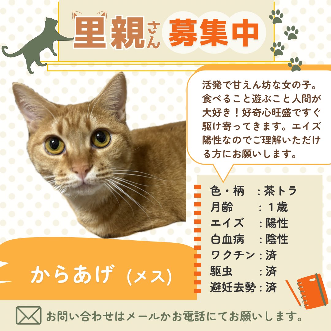 すみパン@5/10(日)譲渡会 tweet media