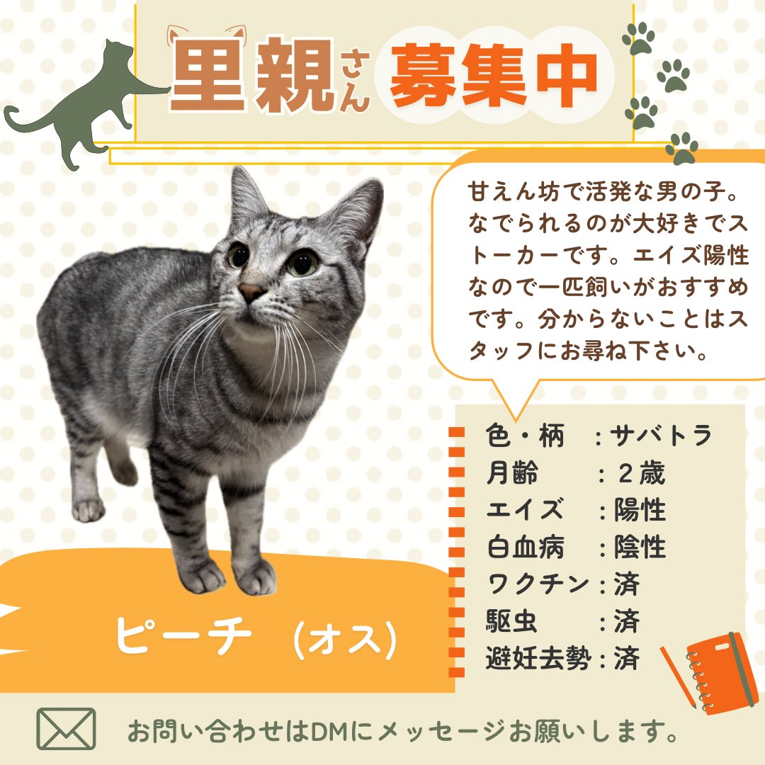 すみパン@5/10(日)譲渡会 tweet media