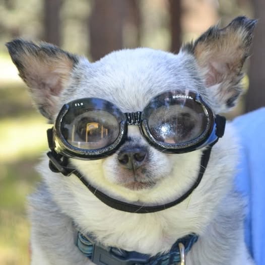 birdtrees's tweet photo. From @Teddy_Mill_Dog:
Advice from Teddy: "You didn't wake up this morning planning to be mediocre. Be special." #doggles #bespecial #puppymillsurvivor #notmediocre #coloradodog #chihuahua https://t.co/SQh9uUHy0y