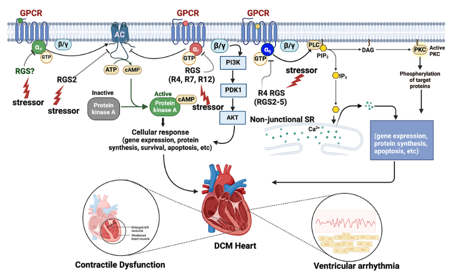 ajpheartcirc's tweet photo. From our Vascular Biology and Microcirculation collection comes today's #ThrowbackThursday, G #protein regulation by RGS proteins in the pathophysiology of dilated cardiomyopathy (Yadhira Garcia et al. @CWRUSOM @UCI_SPPS):

https://t.co/mLi60OFELv https://t.co/s305bIS1Xd
