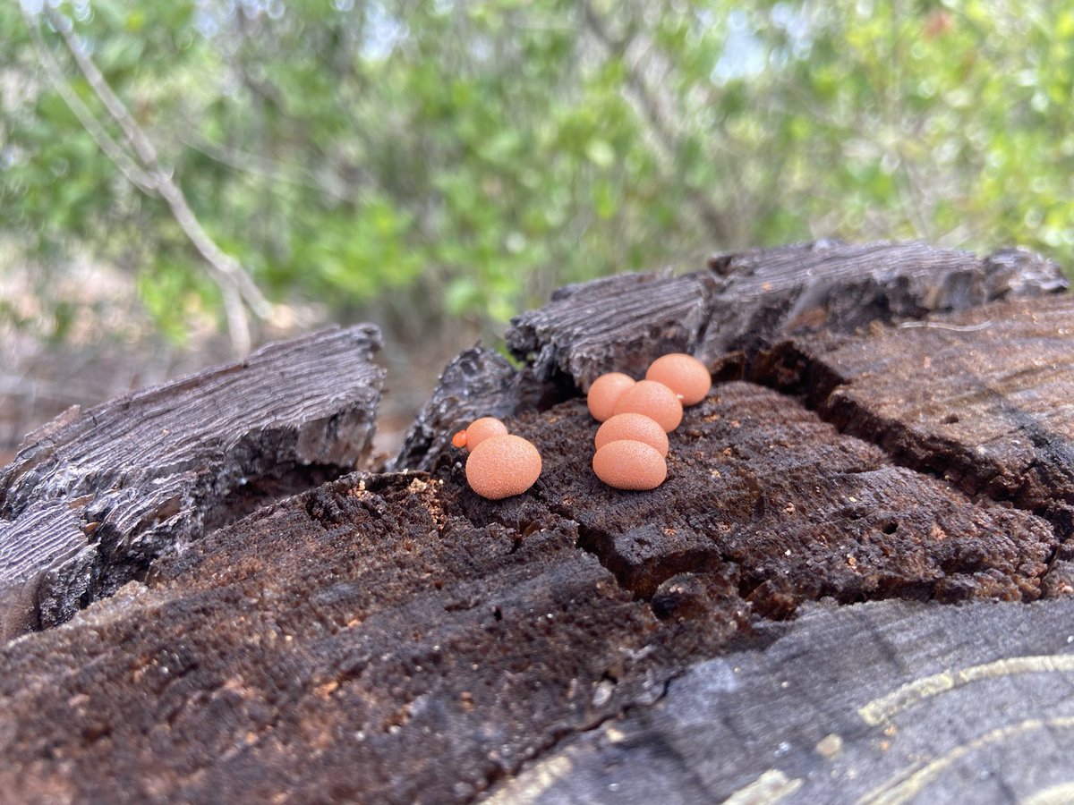 Found these little mushrooms years ago, still do not know what they are