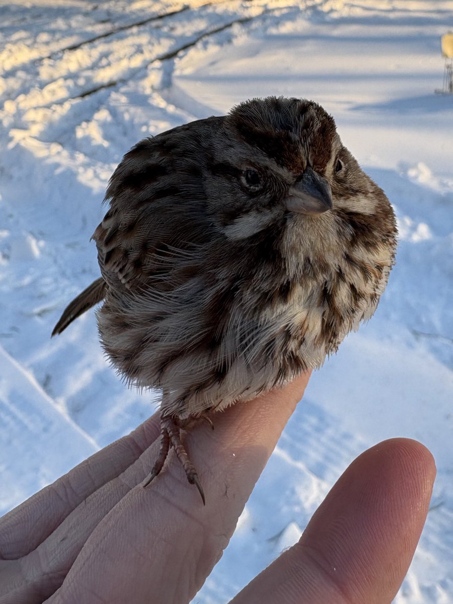 This little wild finch made friends with me this morning. Its almost like he was telling me “Don’t worry, it’s going to be okay”
He made me smile during these hard times. Thank you little finch. 🫂