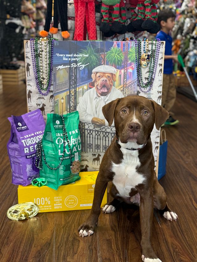 HWFeed's tweet image. Beads, bowties, and bark-tastic bites! 🎭 Skip the king cake and grab pet-safe Mardi Gras treats and apparel at Hollywood Feed. Let the good times roll!

Shop Now: bit.ly/3NY83Px

#hwfeed #MardiGrasPets #PetSafety #HealthyPets