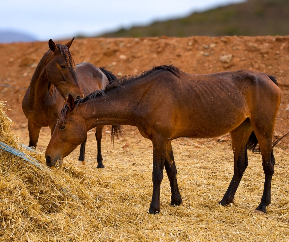 Network4Animals's tweet photo. 🇿🇦 Being forced off their land, #HaveAHeart has secured a new property with grazing, water &amp; long-term stability 🐴

But first, the horses &amp; donkeys must get there safely. Time is short. Transport costs $15k/£11k.

👉 Give today &amp; help carry them home: https://t.co/hJFudW4Q43. https://t.co/W3priHklNZ